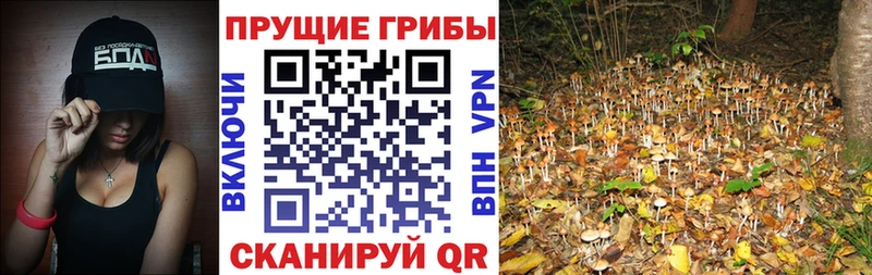 Купить где  Лысково  Псилоцибиновые грибы прущие грибы 